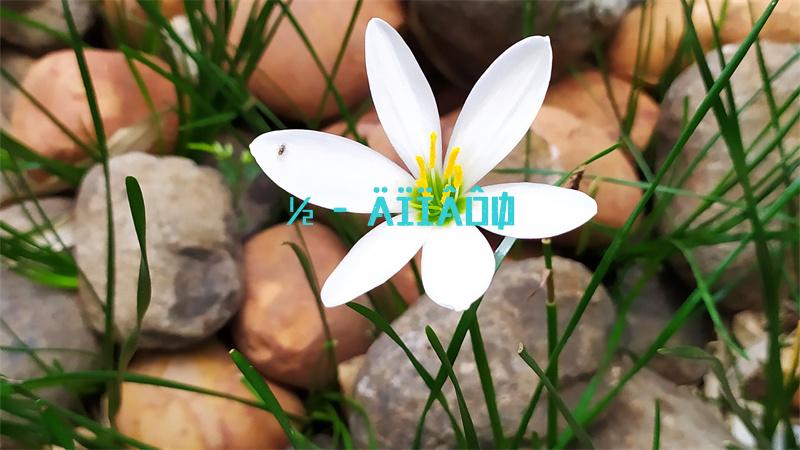 梦幻西游转门派多少钱跨种族
