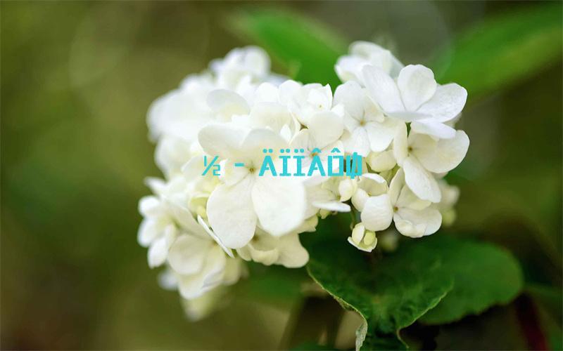 云顶之弈S7.5龙神英雄有哪些