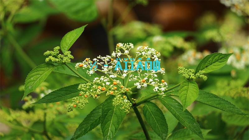 原神雪山八个石碑具体位置在哪