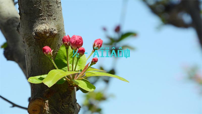 我的世界钻石礼包兑换码2022最新