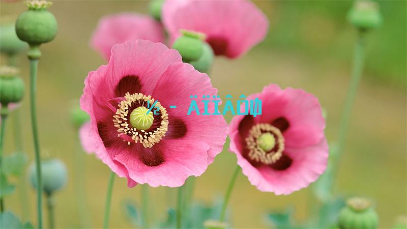斗罗大陆魂师对决t0阵容搭配推荐