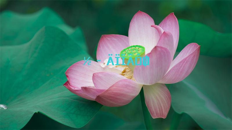 lol手游kda卡莎任务翻译