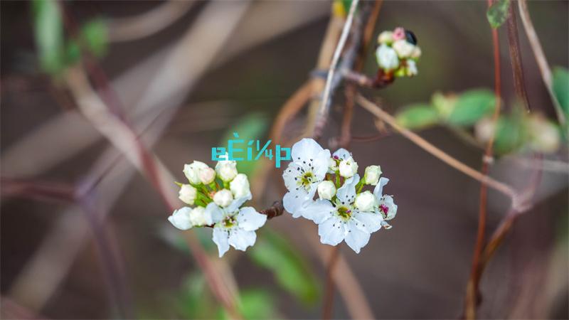 烟雨江湖虎丘塔在哪