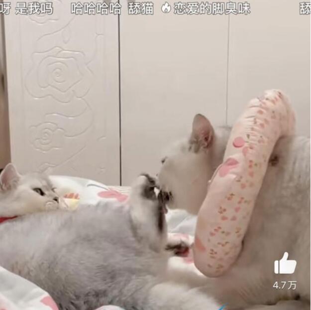 舔猫是什么梗