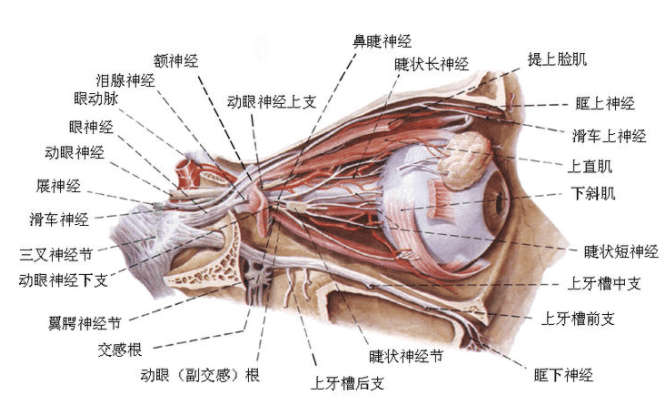 大哭之后眼睛会肿，主要是因为